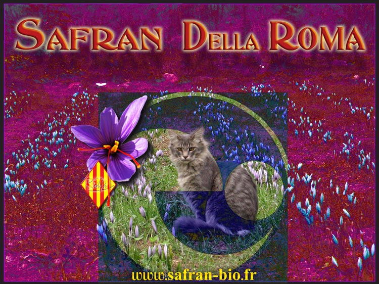 www.safran-bio.fr & Pipo